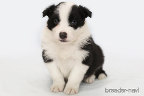 成約済の神奈川県のボーダーコリー-202269の1枚目